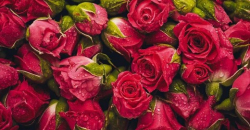 Фотообои Imaginata IM-02313 Красные розы 2,5x1,3 м (1 полотно)