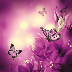 Фотообои Imaginata IM-22038 Фиолетовые бабочки 2х2 м (2 полотна)